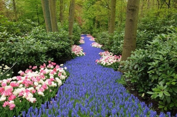 planta-rio-tulipas azuis canteiro de flores ideias coloridas