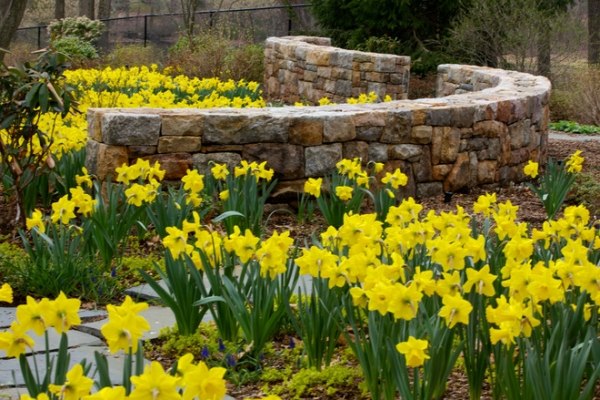 Bulbos de jardim de paisagem primavera florescendo projeto de jardim amarelo narciso dependendo da estação