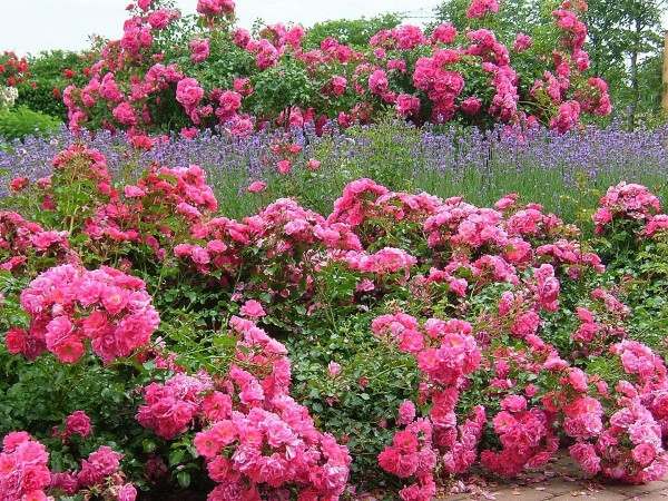 esquema de cores rosa flores de jardim plantação de idéias projeto de jardim