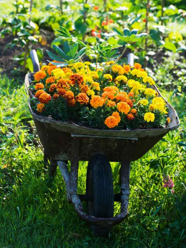 ideias para jardim com utensílios domésticos antigos ideia para carrinho de mão vaso de flores estudante flor laranja