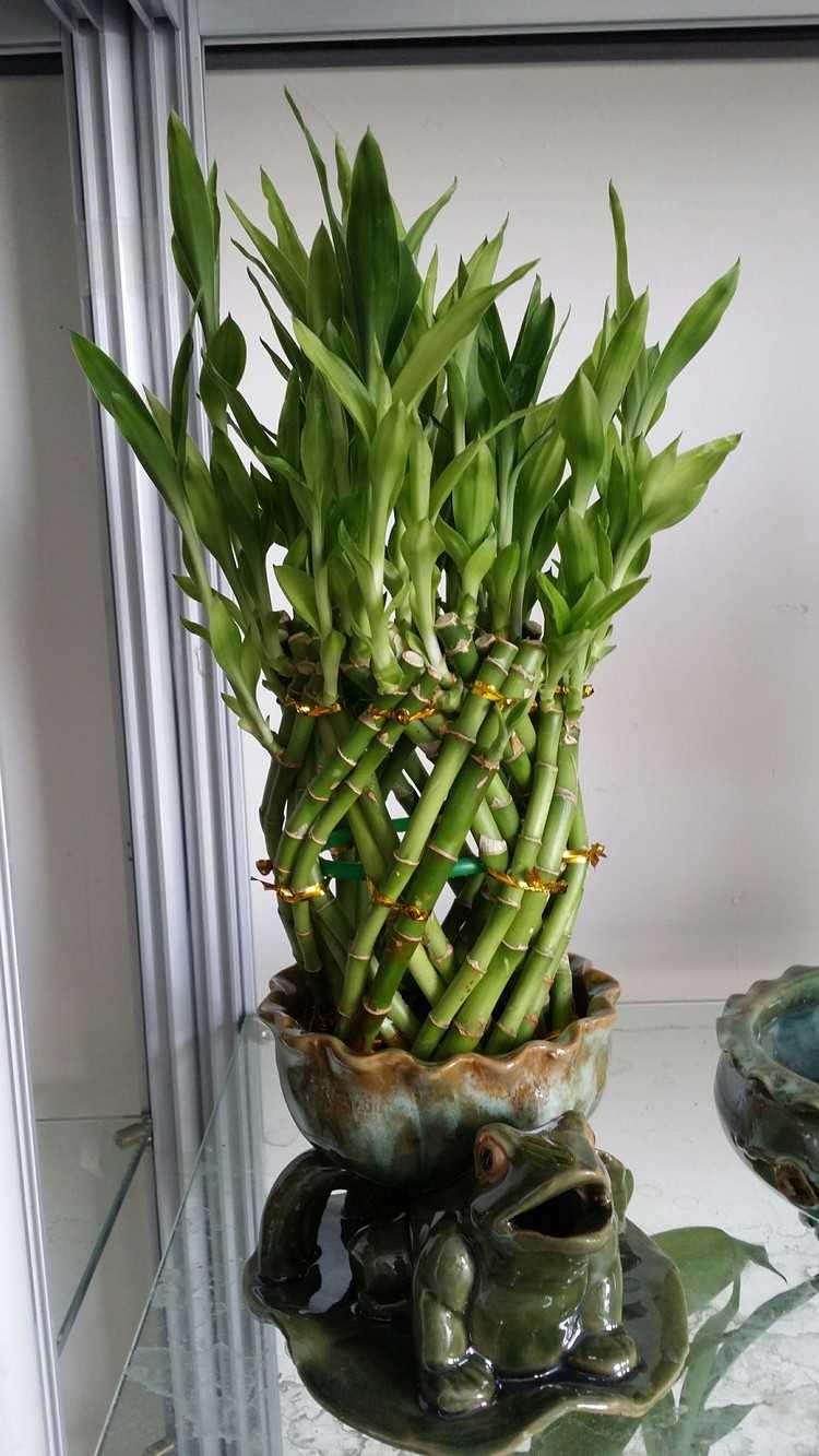 Lucky bamboo care redondo-espiral-porcelana-recipiente-sapo