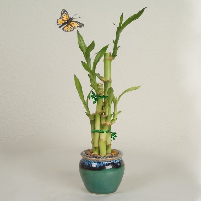 Lucky Bamboo Care Vase Five Rods Gravel Floor