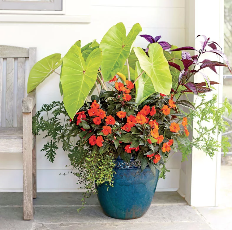 grande balde de Elephant Ear Sunpatiens, Citronella Sobilanthes Bubbikopf