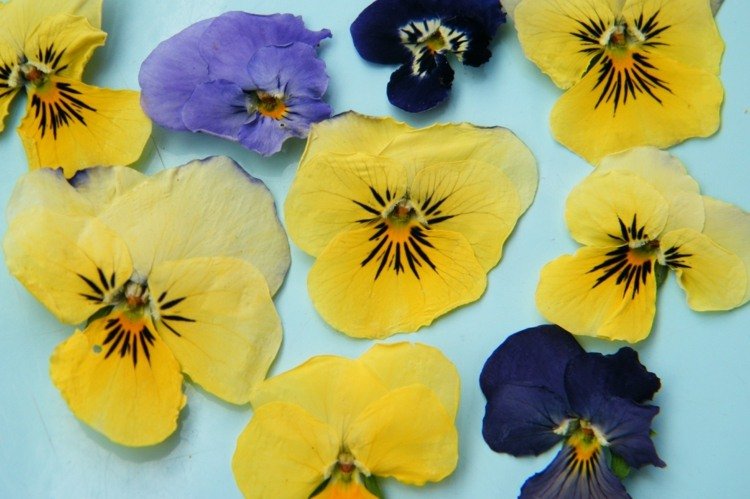 herbário-criar-amor-perfeito-amarelo-roxo-azul