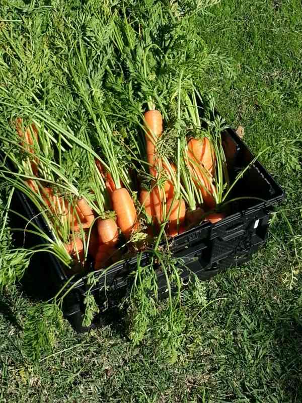 cenouras em jardinagem - no final do verão-outono criam canteiros de vegetais