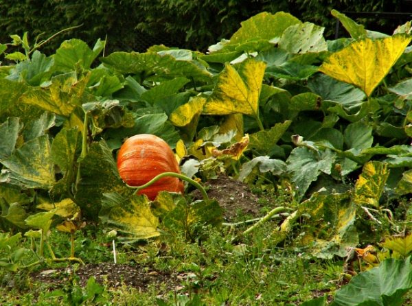 Jardim outono abóboras maduras - plante vegetais frescos na horta - tenha