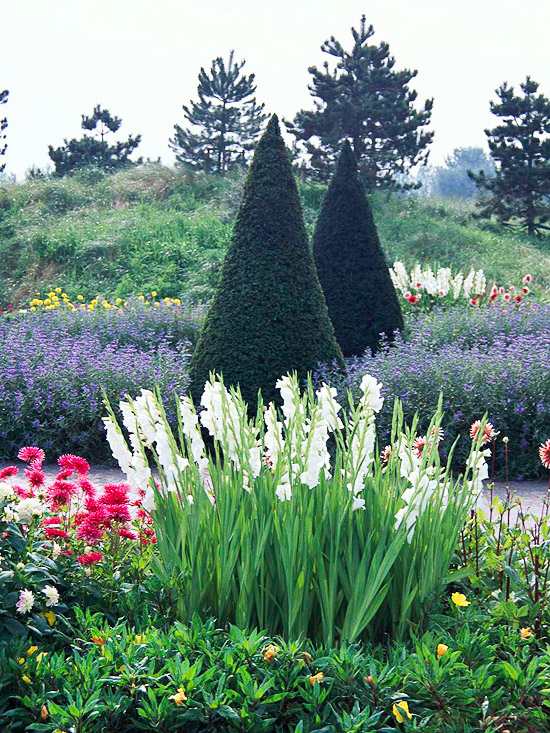 Ideias para jardim flores de verão de buxo de gladíolo