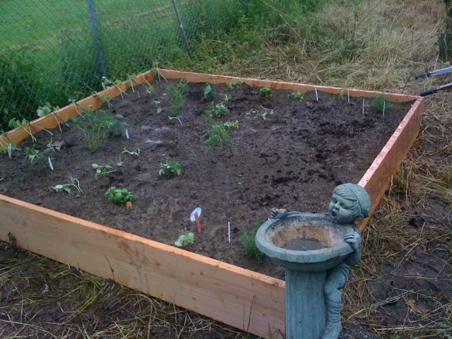 Ideia para projeto de jardim para plantas de canteiro tábua de madeira