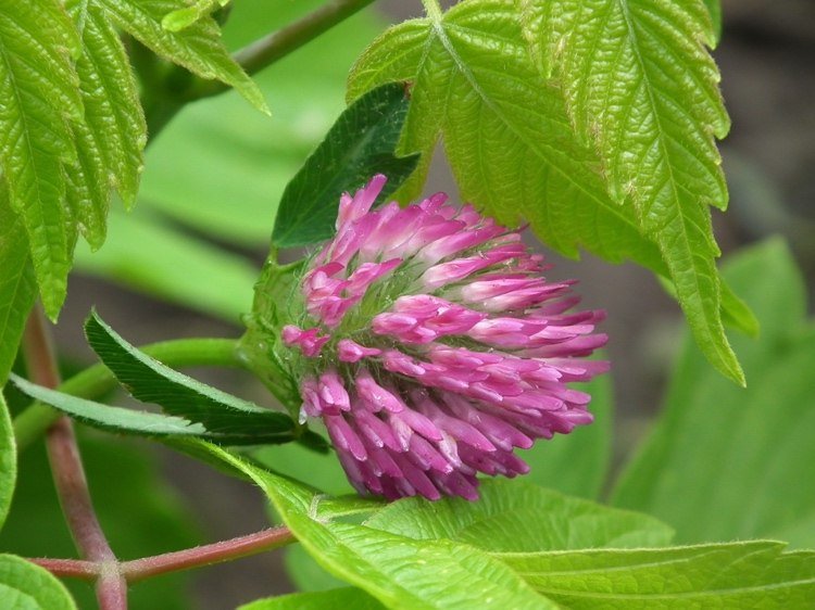 O trevo vermelho Trifolium pratense tem flores rosa escuro