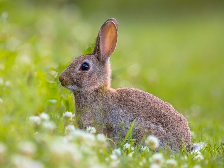 O trevo branco fornece uma grande quantidade de alimentos nutritivos para pequenos animais, como lebres da floresta