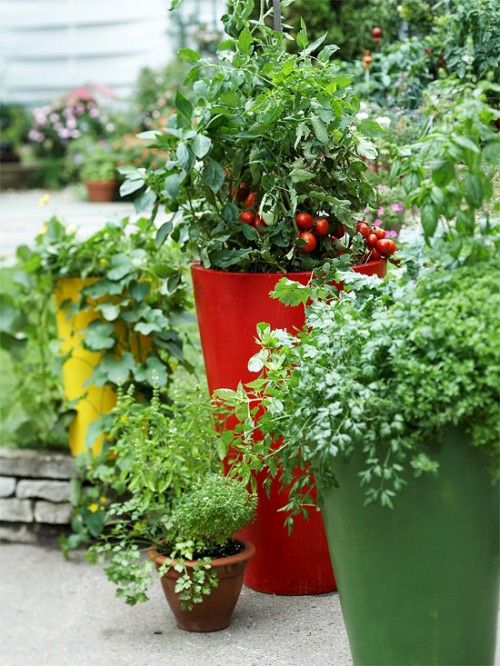 Dicas de cuidados com a varanda para plantadores de ervas