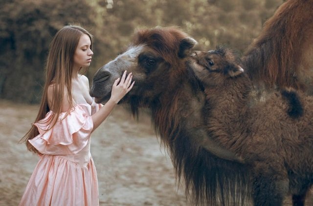 Fotografia da vida selvagem com uma garota e um bebê-camelo