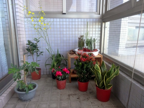 Plantas-no-terraço-vários