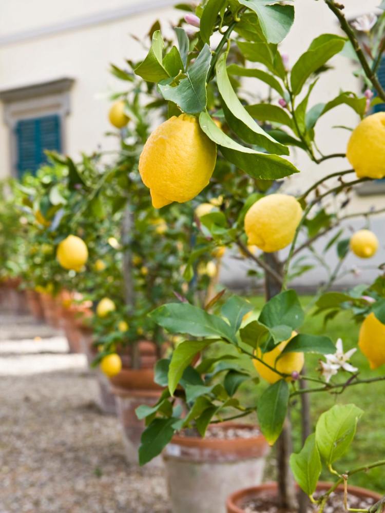 lua-calendário-2017-jardim-dicas-limão-árvores-fruta-árvore