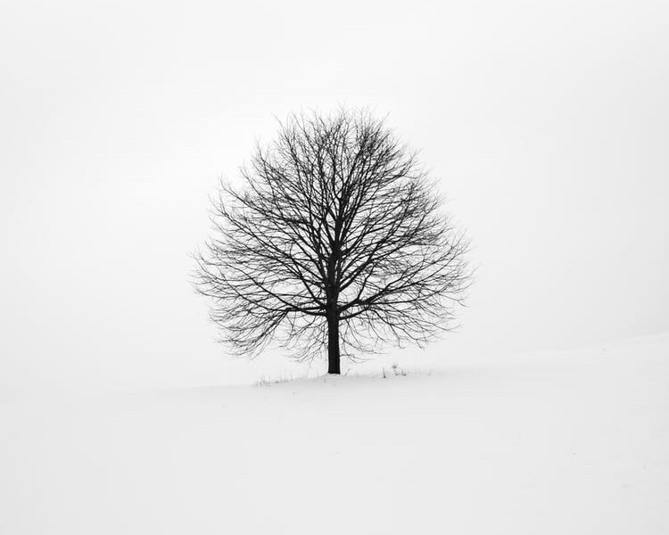 Imagem minimalista para pedras românticas - árvore nua na neve