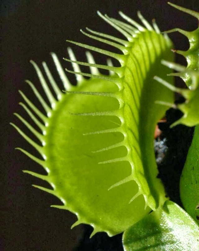 Vênus Flytrap deixa armadilha dobrável como funciona