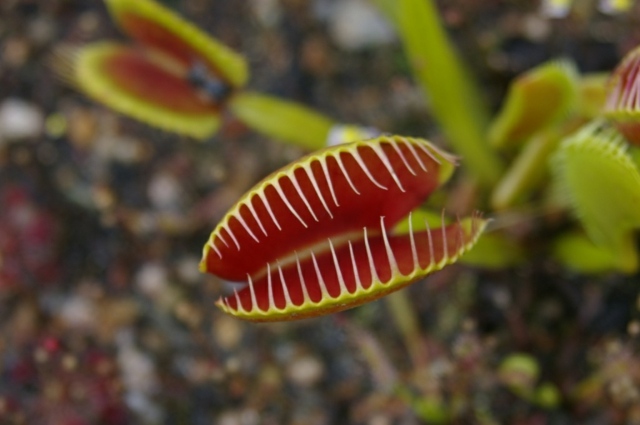 Espécies de plantas de insetos carnívoros pegam anfíbios