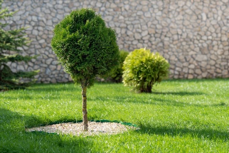 Corte a grama brevemente e plante árvores. Manutenção do jardim na primavera