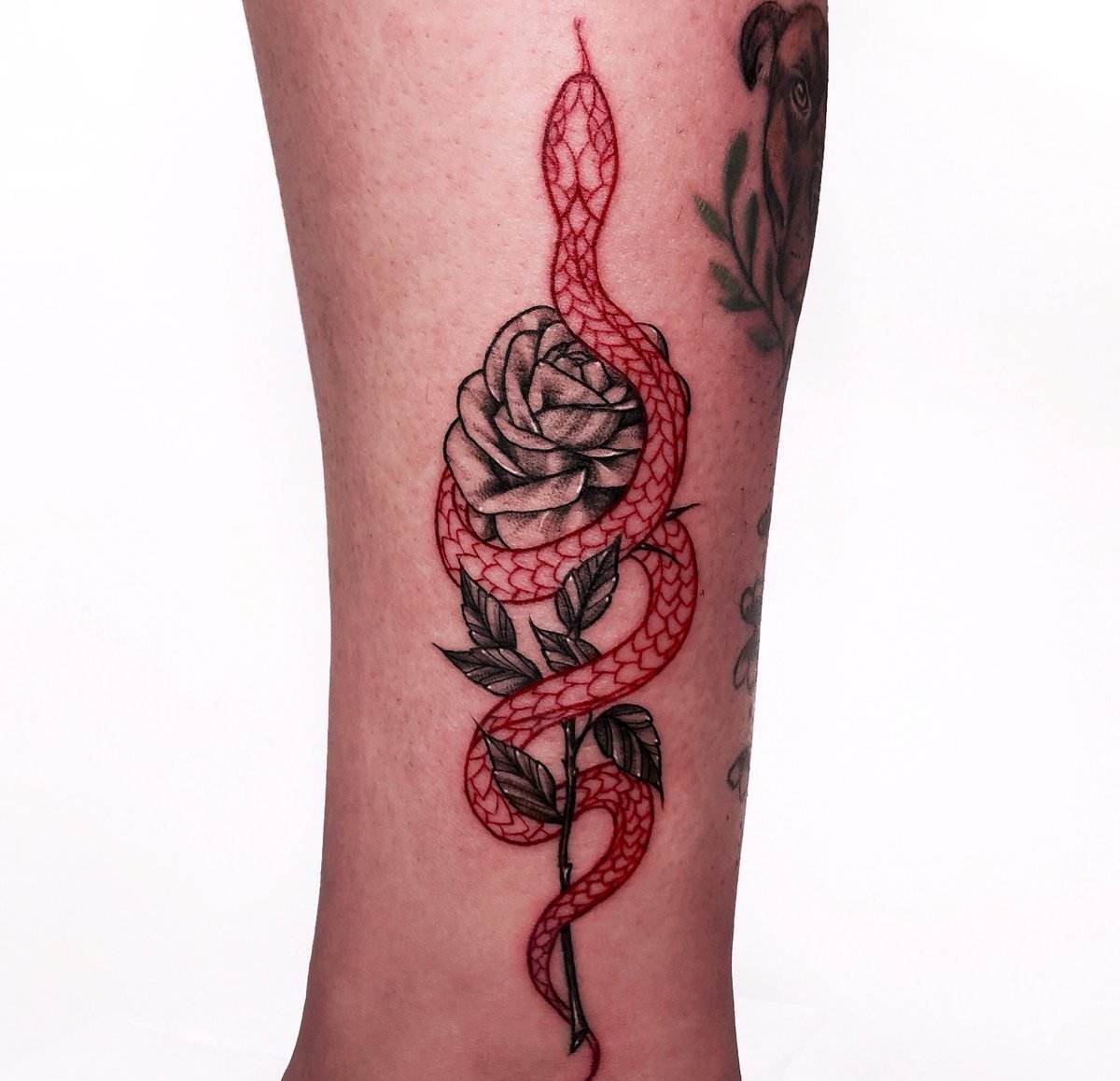 Tatuagens vermelhas em preto e vermelho - ideia com rosa e cobra