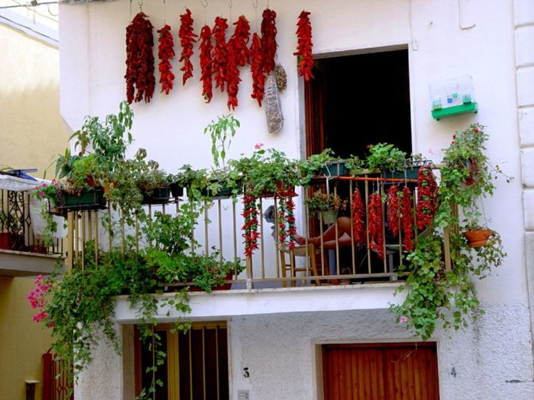 ideias com plantas de varanda exuberante plantio ideia fachada branca