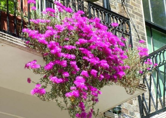 ideias com plantas de varanda no terraço plantas roxas