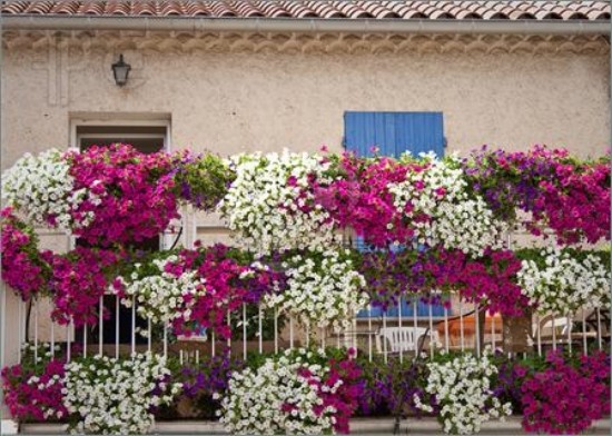 ideias com plantas de varanda no terraço petúnia colorida