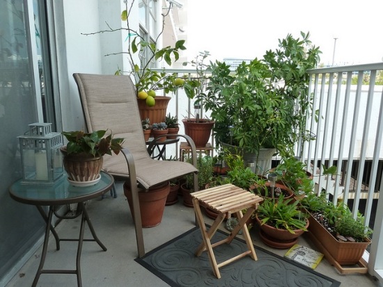 ideias com plantas de varanda no terraço decoração de limão