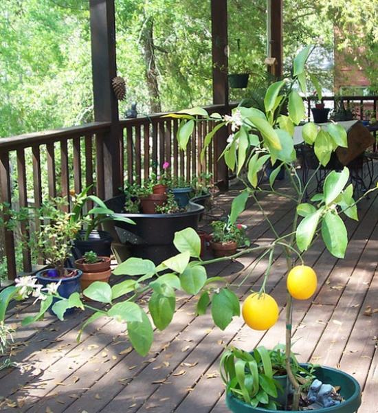 ideias varanda plantas no terraço meyer limão