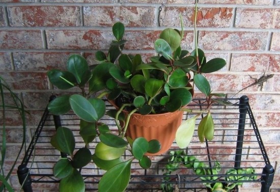 ideias varanda plantas no terraço vaso de borracha