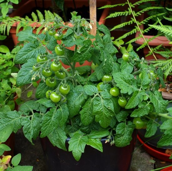 ideias varanda plantas no terraço tomates verdes