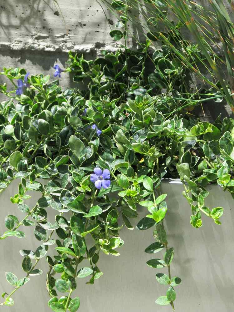 ideias com plantas varanda vinca azul planta suspensa blaetter atraente