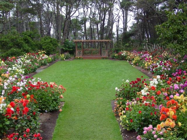 Jardim de dálias plantando pérgula cortando grama