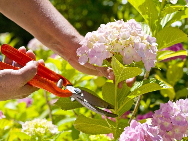 Corte flores para buquês frescos. Plante hortênsias no jardim