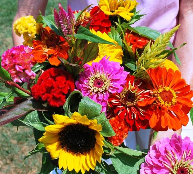 Flores de corte, plante avestruzes frescas em seu jardim