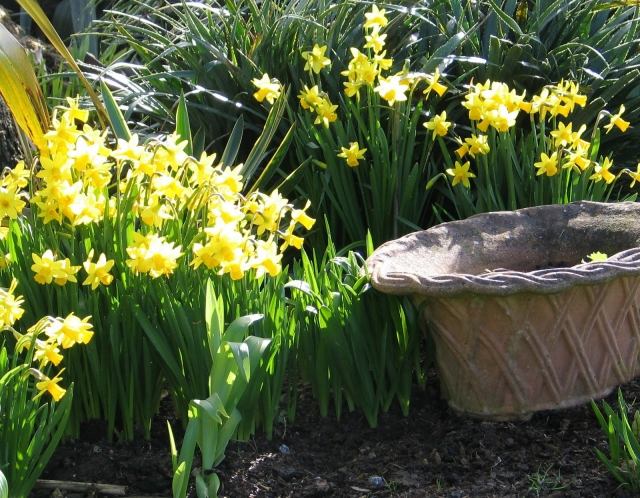 Flores de corte, plantas de jardim, narcisos, buquês frescos