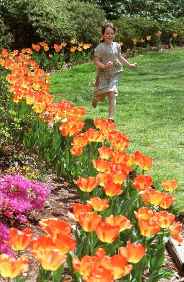 Corte flores no jardim buquês frescos de tulipas laranja gramado