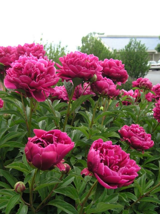 peônias plantas flores de corte rosa buquês frescos