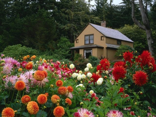 dálias plantas de jardim cortam flores casa