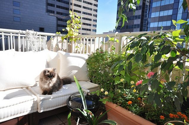 Tela de privacidade para gatos, almofadas de assento de plantas altas, churrasqueira