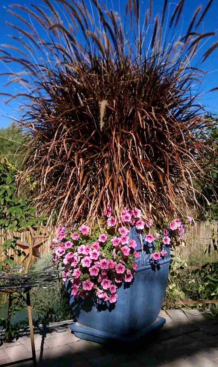 Grama de fonte no jardim, plantador-terraço-decoração-flores cor de rosa