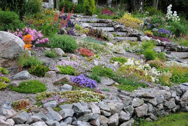 O jardim de pedras cria plantas perenes estofadas em declive