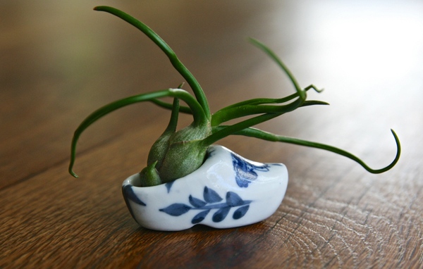 Vaso de flores de cerâmica, plantas suculentas, ideias para dicas de tratamento