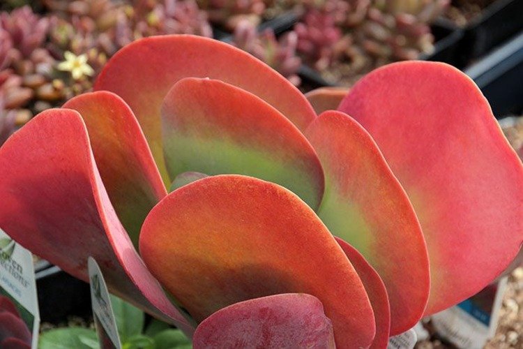 Planta suculenta Flapjack Kalanchoe