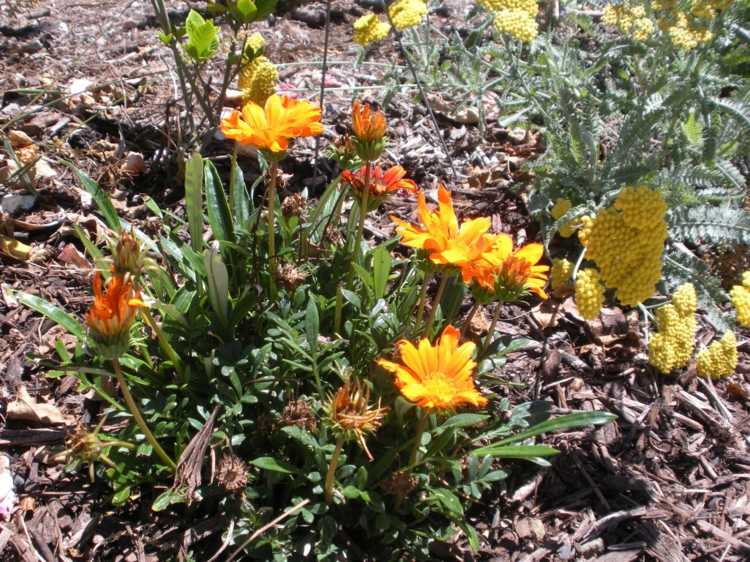 Gazania-suculenta-com-lindas-flores amarelas