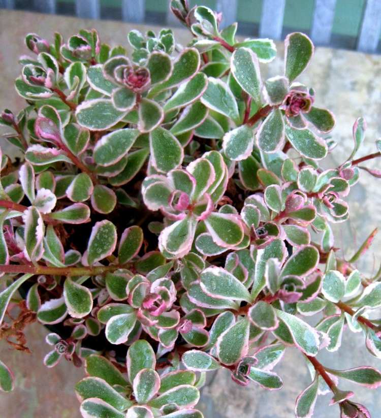 Plantas Suculentas Tricolor Sedum