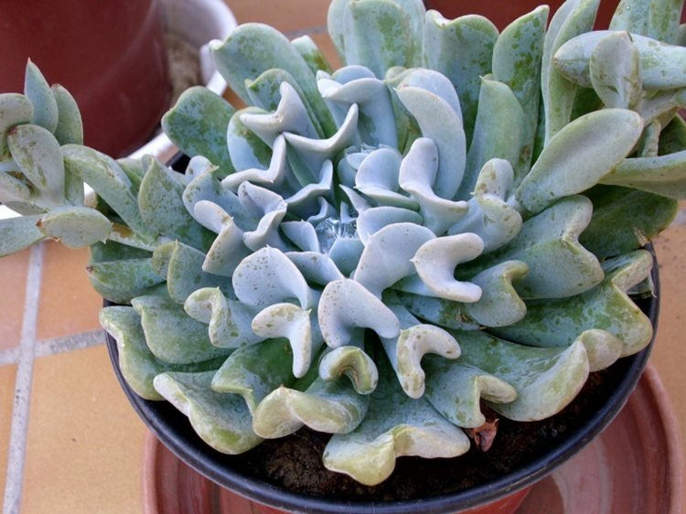 Planta Suculenta Echeveria