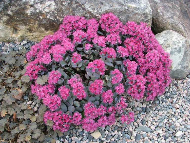 Nomes das plantas suculentas Sedum