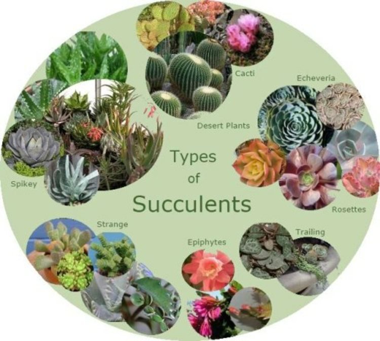 Tipos-de-plantas-suculentas