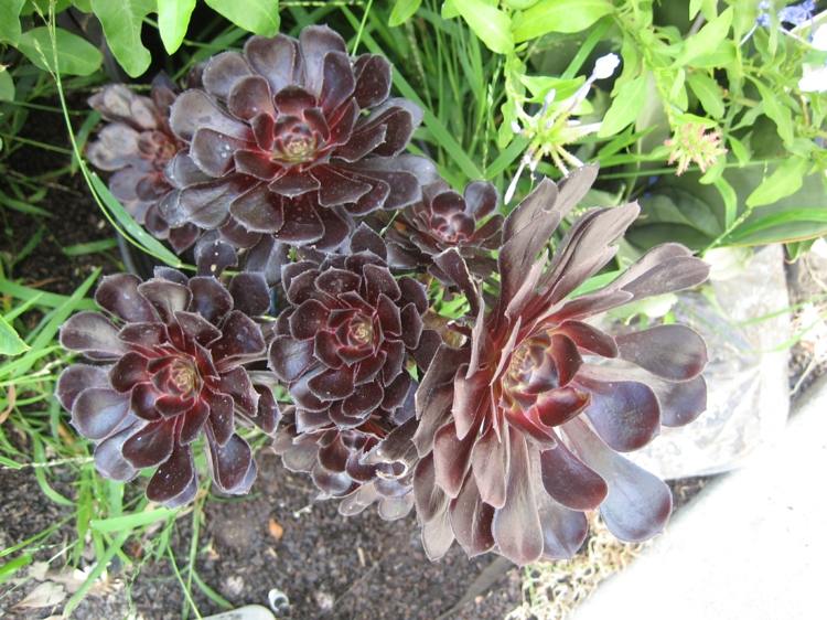 Aeonium em cor roxa