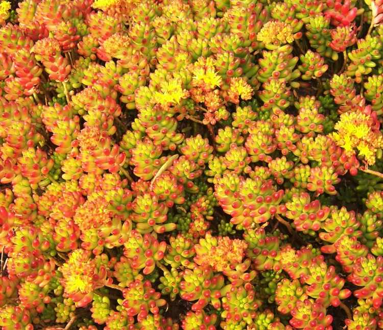 suculenta-espécie-sedum-laranja-cor-amarelo-cobertura vegetal